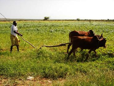 This photo of a farmer plowing his field near Gabiley, Somaliland was taken by "kbomer" (World66-Somaliland Photo Gallery) and is used courtesy of the Creative Commons Attribution Share Alike 1.0 License. 